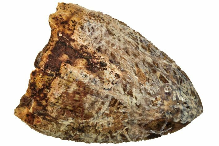 Serrated, Fossil Phytosaur (Redondasaurus) Tooth - New Mexico #219333